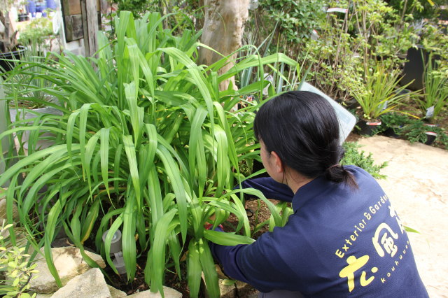 千葉県・茨城県での植木の手入れ、剪定（カット）
